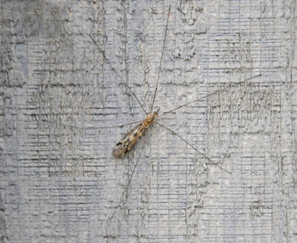 crane-fly-adult-i-think-