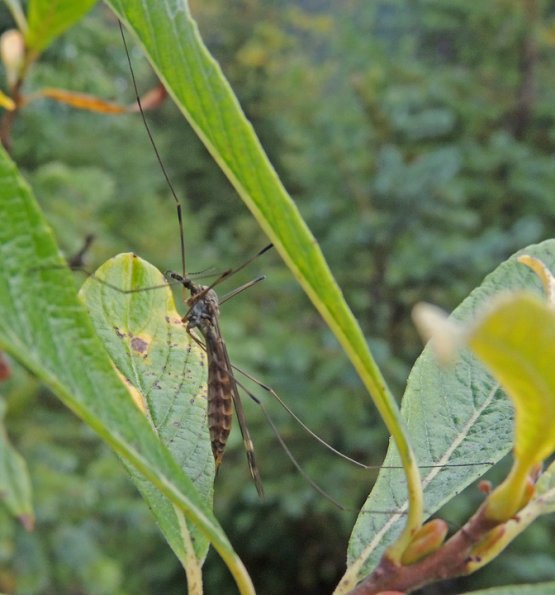 crane-fly-adult-in-juneau-with-macro