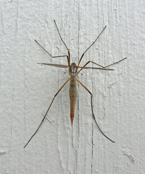 crane-fly-adult-in-juneau