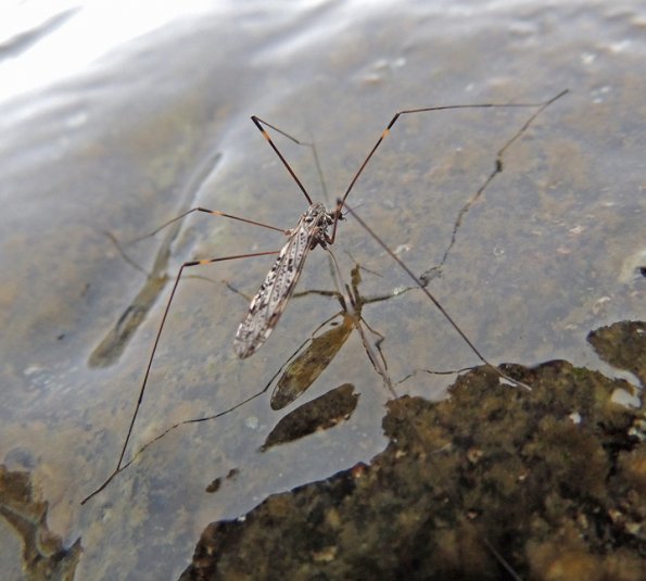crane-fly-adult-nugget-falls-juneau_1349546398