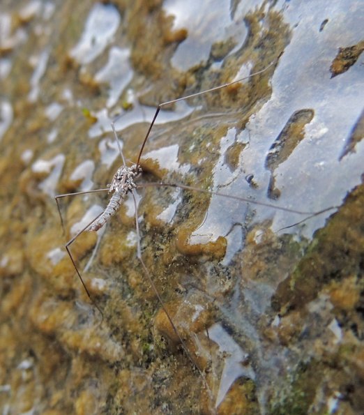 crane-fly-adult-nugget-falls-juneau
