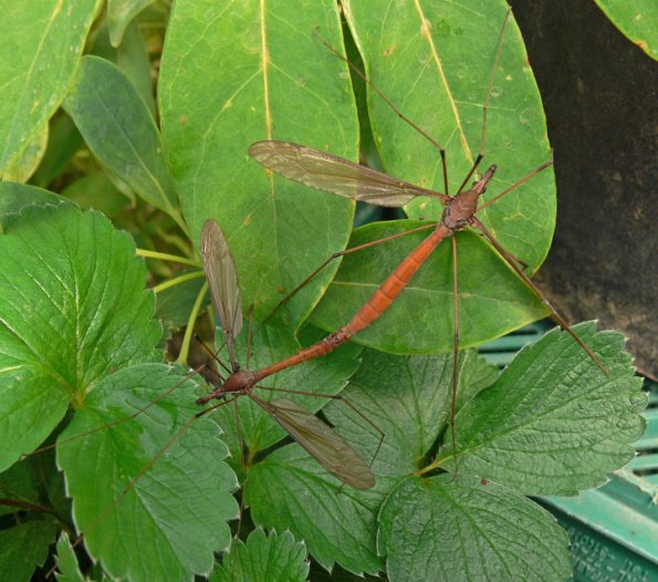 crane-fly-adults-mating_1316801620