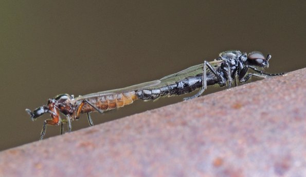 flies-mating-in-juneau