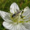 flies-on-grass-of-parnassus