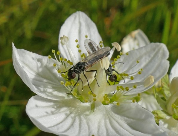 flies-on-grass-of-parnassus