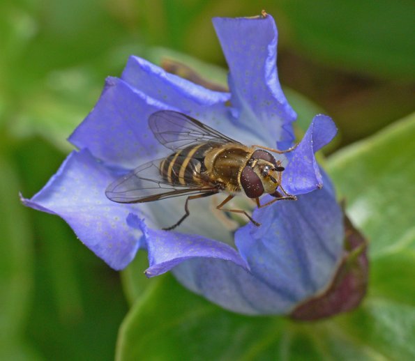 flowerfly-on-broad-petaled-gentian