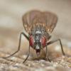 flies-diptera-