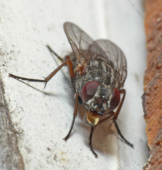 fly-adult-frontal-view-juneau