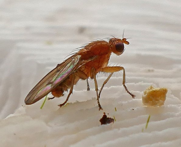 fly-on-amanita-mushroom