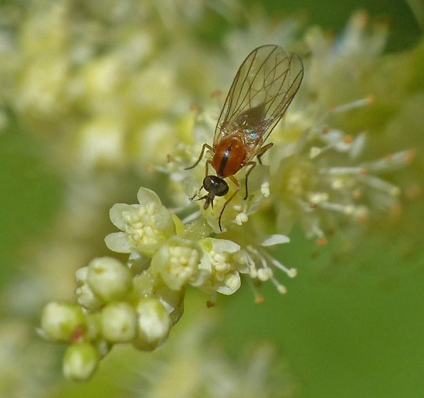fly-on-goatsbeard