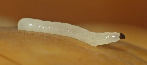 fungus-gnat-larva-north-douglas