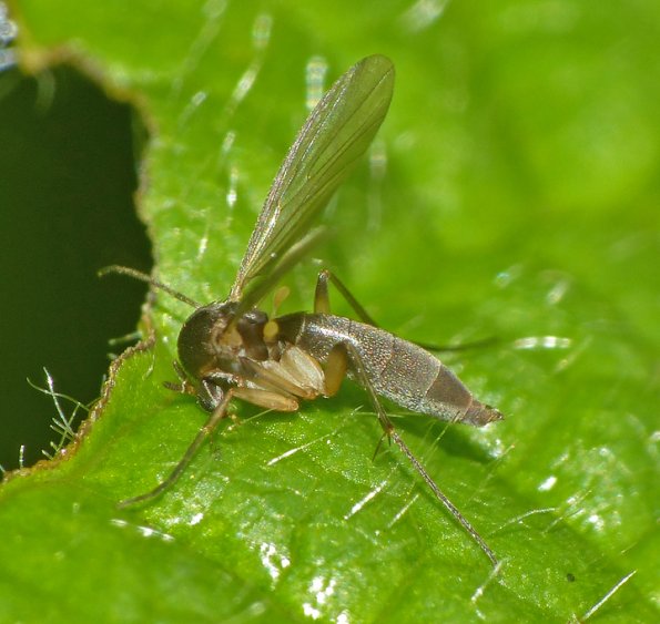 fungus-gnat-mycetophilidae-arboretum-juneau-sept