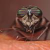 horsefly-adult
