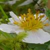 hoverfly-on-beach-strawberry-flower