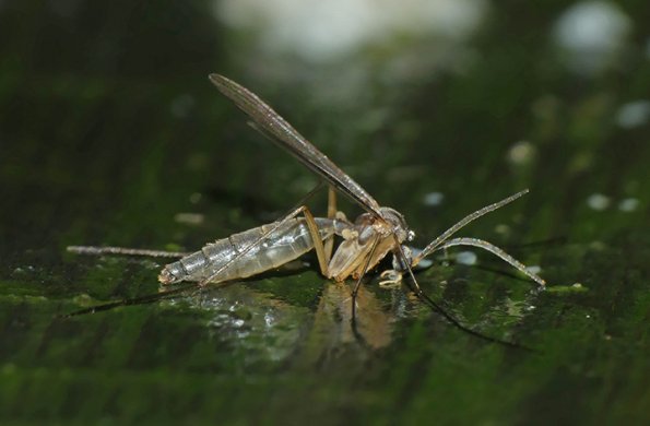 insect-1-switzer-oct-14