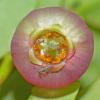 insects-in-blueberry-blossom