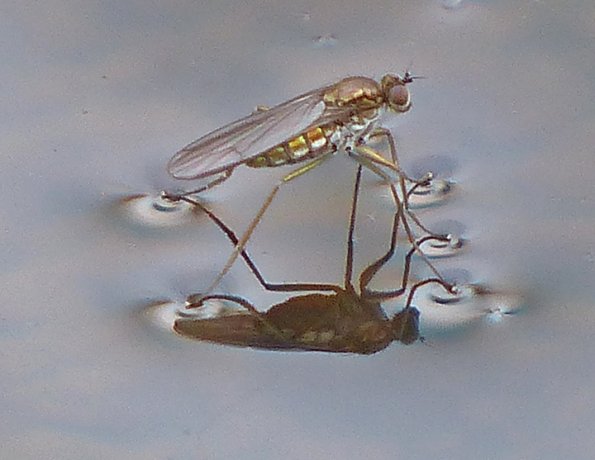 longlegged-fly-1