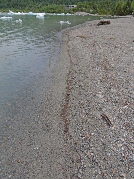 march-flies-along-mendenhall-lake-shore
