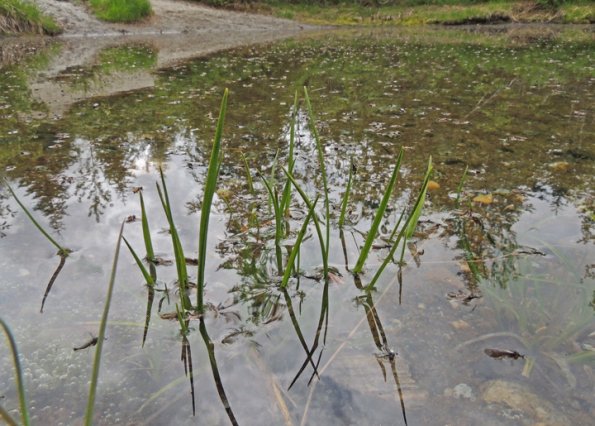 march-flies-on-kettle-pond