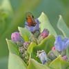 march-fly-female-in-oysterleaf-blossom