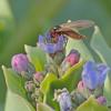 march-fly-female-on-oysterleaf-blossom
