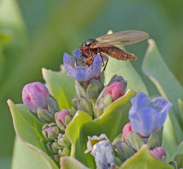 march-fly-female-on-oysterleaf-blossom