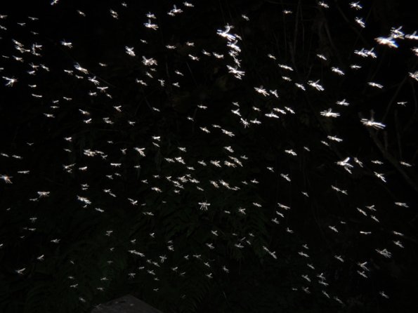 midge-swarm-1