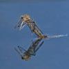 mosquito-female-emerging-from-pupa