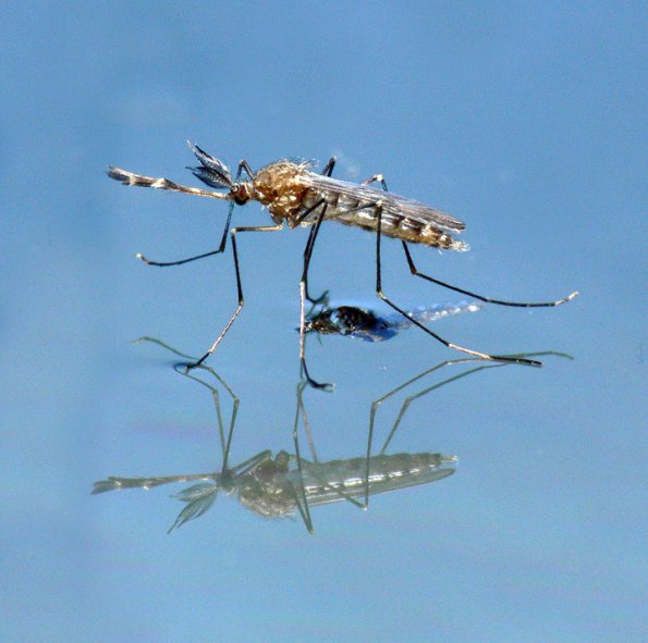 mosquito-male-just-emerged