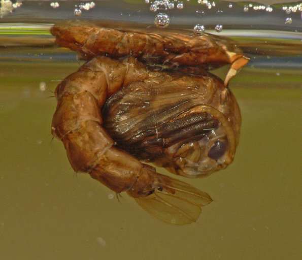 mosquito-pupa-just-before-emerging
