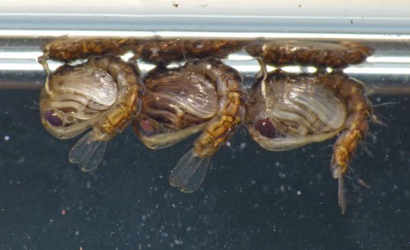 mosquito-pupae