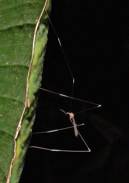 phantom-crane-fly-adult