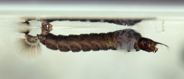 phantom-midge-larva-1