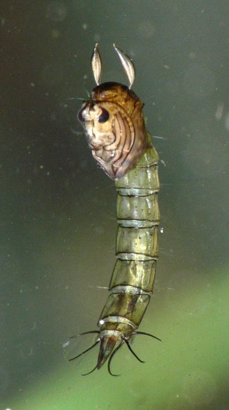 phantom-midge-pupa