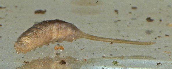 rat-tailed-maggot-front-view