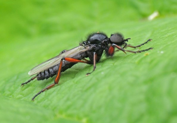 robber-fly-family-asilidae-sitka