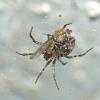 spider-with-male-hydrellia-ephydridae-shore-fly