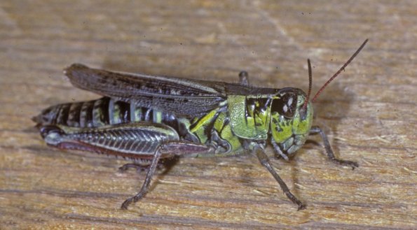 grasshopper-fairbanks