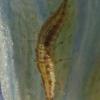 green-lacewing-larva-maybe-eating-a-thrip