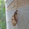 lacewing-adult-on-paper-birch