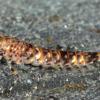 combmouthed-minnow-mayfly-larva
