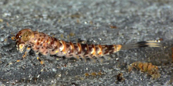 combmouthed-minnow-mayfly-larva