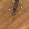 flatheaded-mayfly-larva