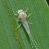 mayfly-nymph-exoskeleton
