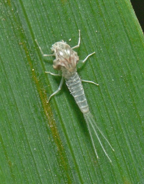mayfly-nymph-exoskeleton