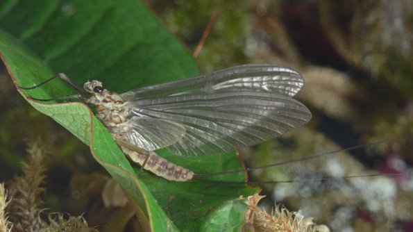 mayfly-subimago-2