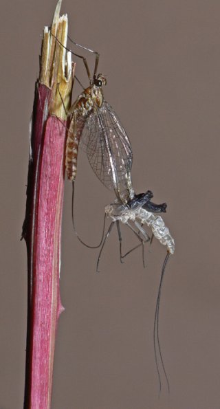 mayfly-subimago-changing