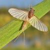 mayfly-subimago