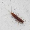 prongill-mayfly-larva