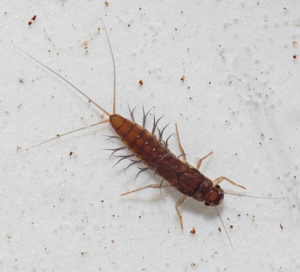 prongill-mayfly-larva